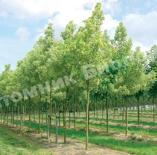 Клен американский ясенелистный