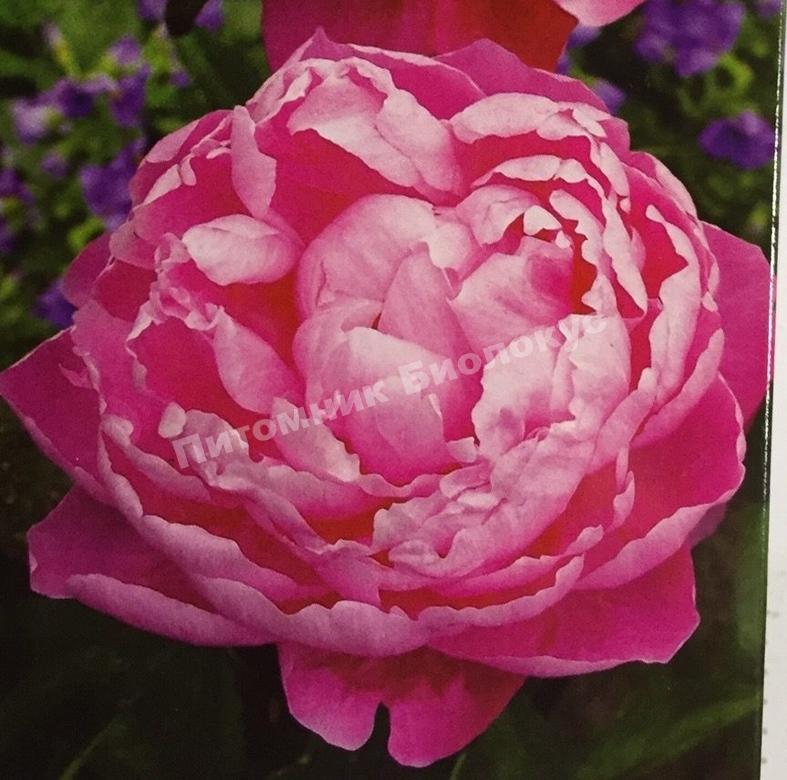 Пион травянистый Аннамике