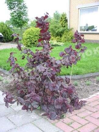 Лещина краснолистная