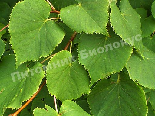 Липа крупнолистная сердцевидная