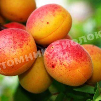 Груша колоновидная Величие