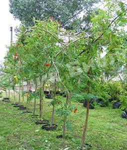 Рябина обыкновенная