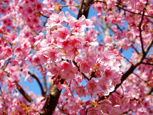 Сакура Somei Yoshino