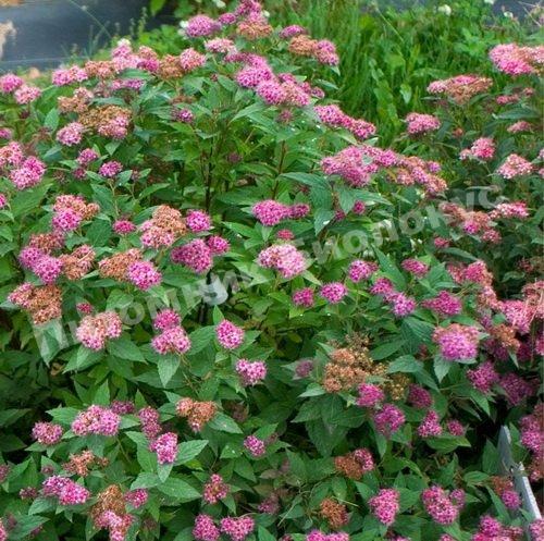 Спирея японская Дабл Плей Артист