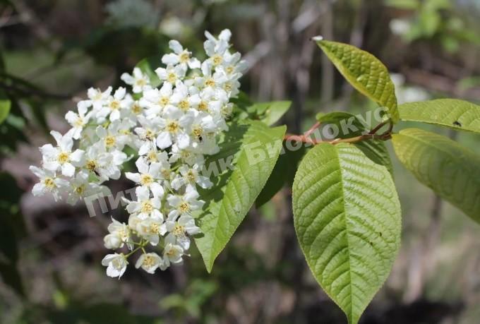 Черемуха кустовая