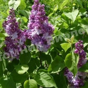 Сирень обыкновенная Генерал Першинг