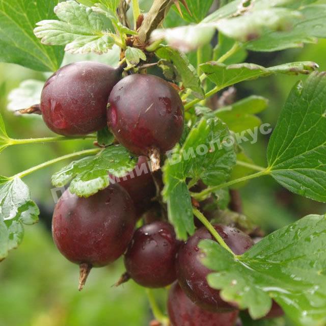 Крыжовник Каптиватор