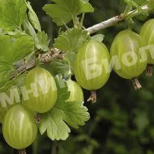 Крыжовник обыкновенный Хиннонмаки Грин