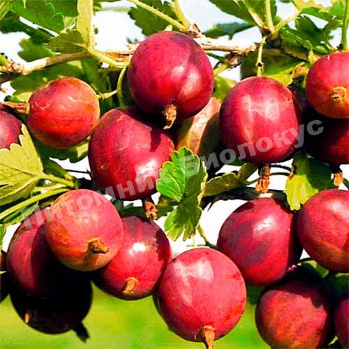 Крыжовник Конфетный