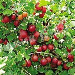 Крыжовник Розовый