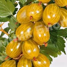 Крыжовник Русский желтый