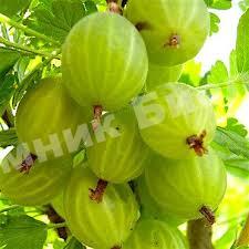 Крыжовник Уральский бесшипный