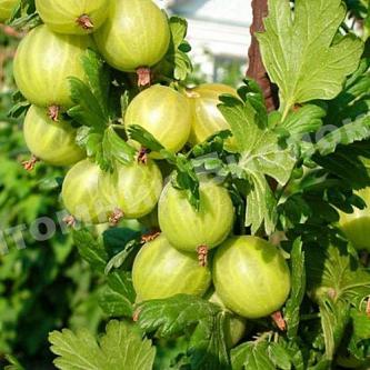 Крыжовник Родник