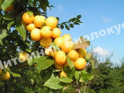 Алыча Лодва