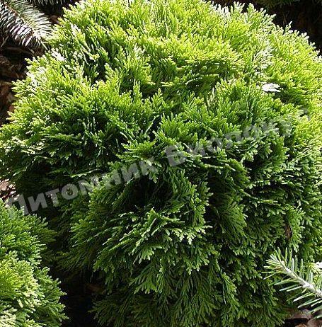 Туя западная Литл джем