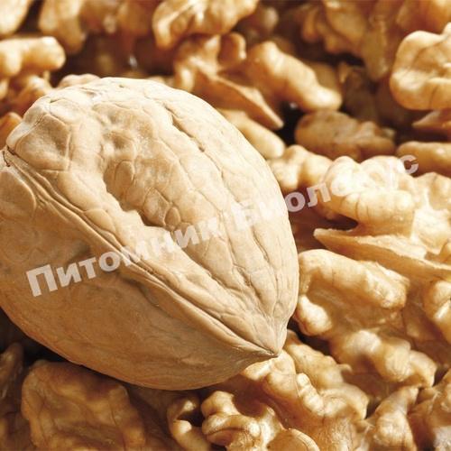 Грецкий орех Фержан