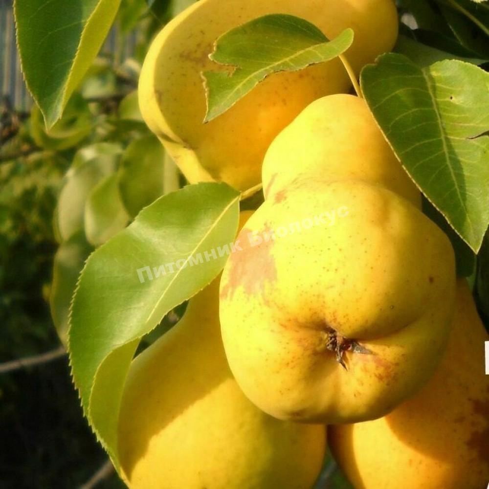 Груша колоновидная Г-3