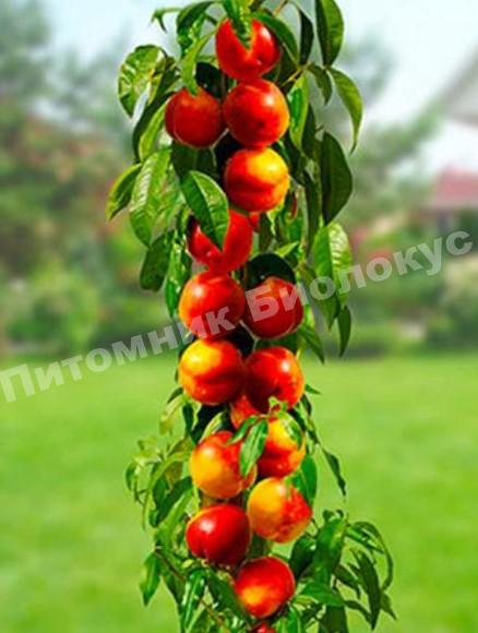 Персик колоновидный Силач