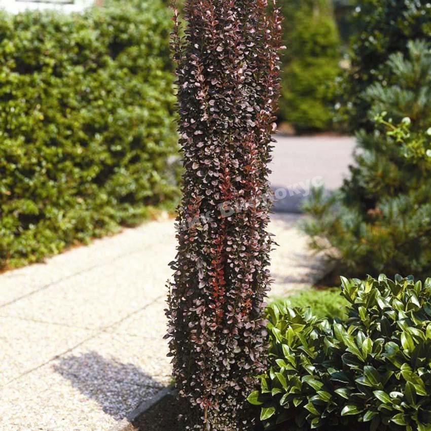 Барбарис тунберга Хелмонд пиллар