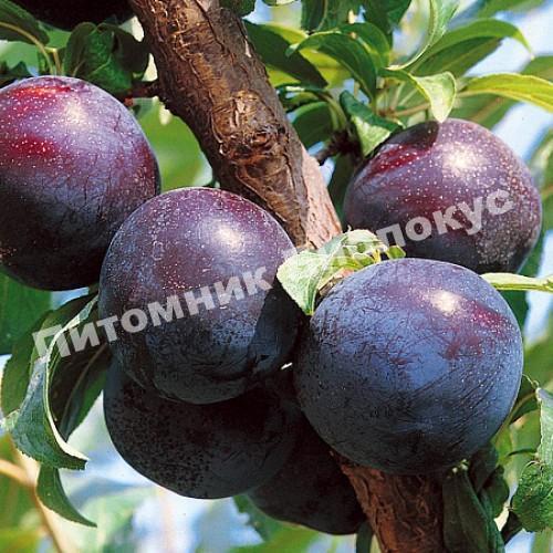 Алыча Шатер