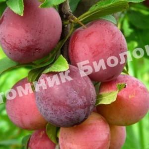 Алыча Комета поздняя