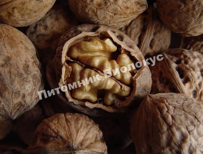 Грецкий орех Скиносский
