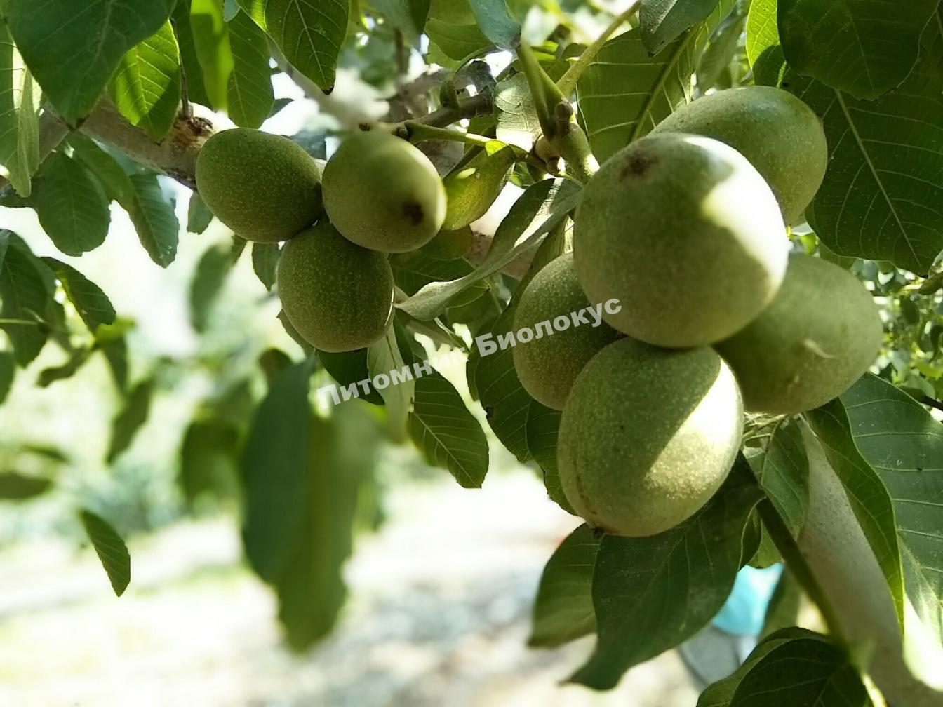 Грецкий орех Качинский