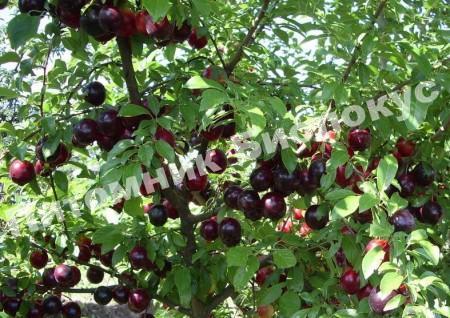 Алыча Кремень