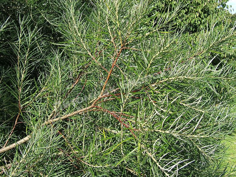 Ива лоховидная Ангустифолия