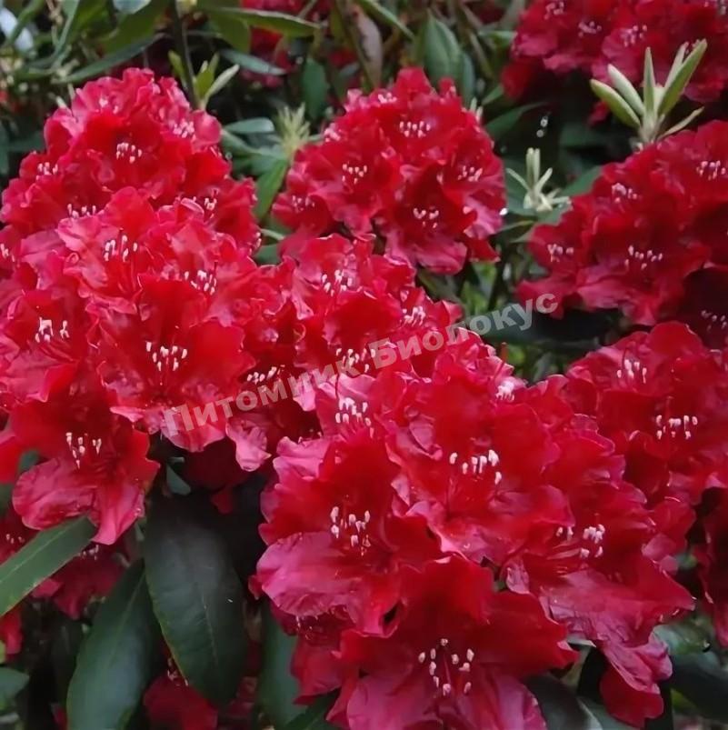 Рододендрон гибридный Мишко