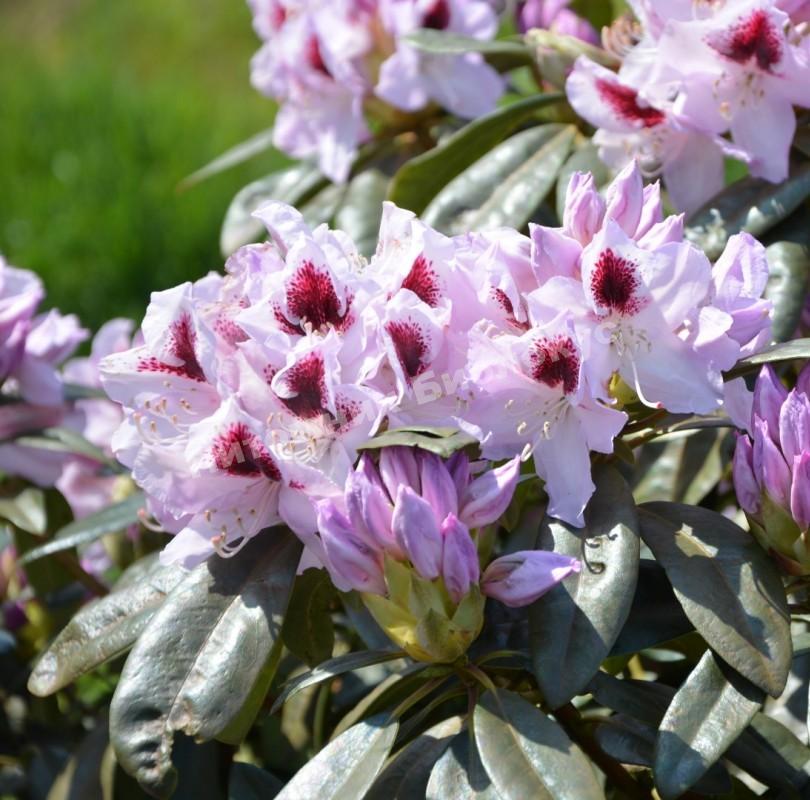 Рододендрон гибридный Граффити