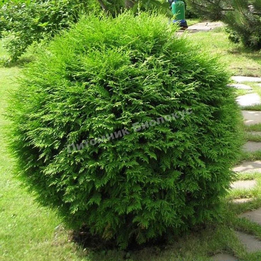 Туя западная Хозери