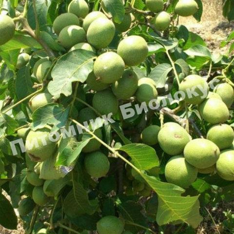 Грецкий орех Чандлер