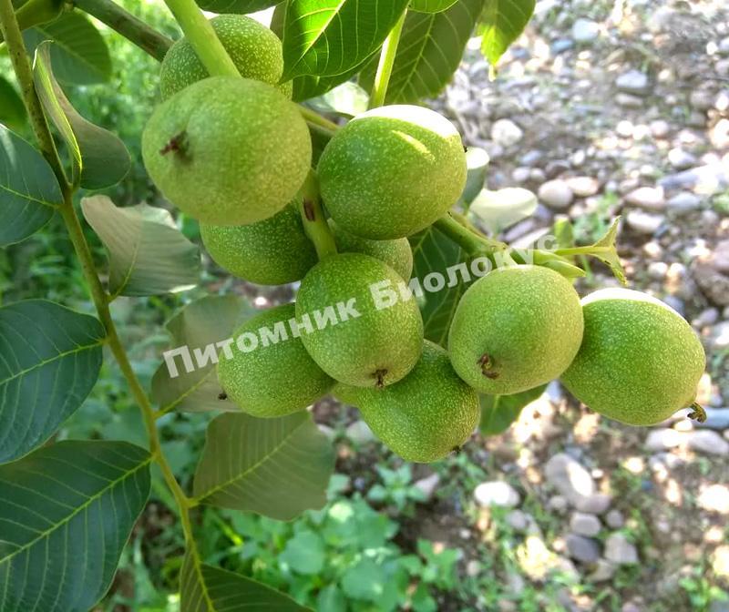 Грецкий орех Аркад