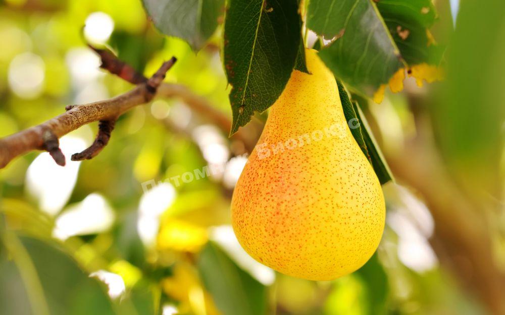 Груша колоновидная Северянка