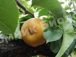 Груша колоновидная Хосуи