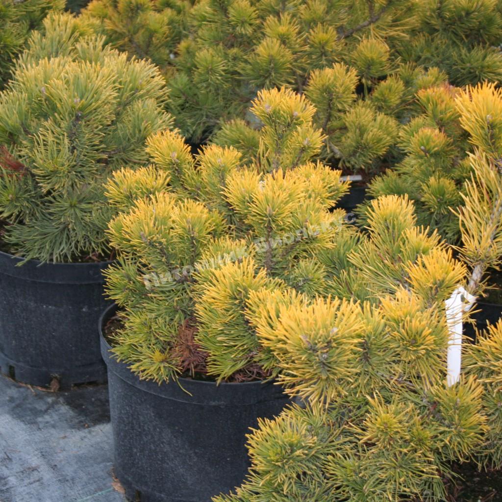 Сосна горная Карстен