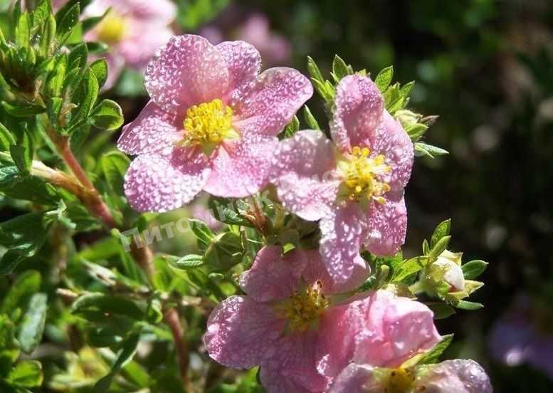 Лапчатка кустарниковая Пинк Принцесс
