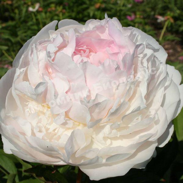 Пион травянистый Блаш Квин