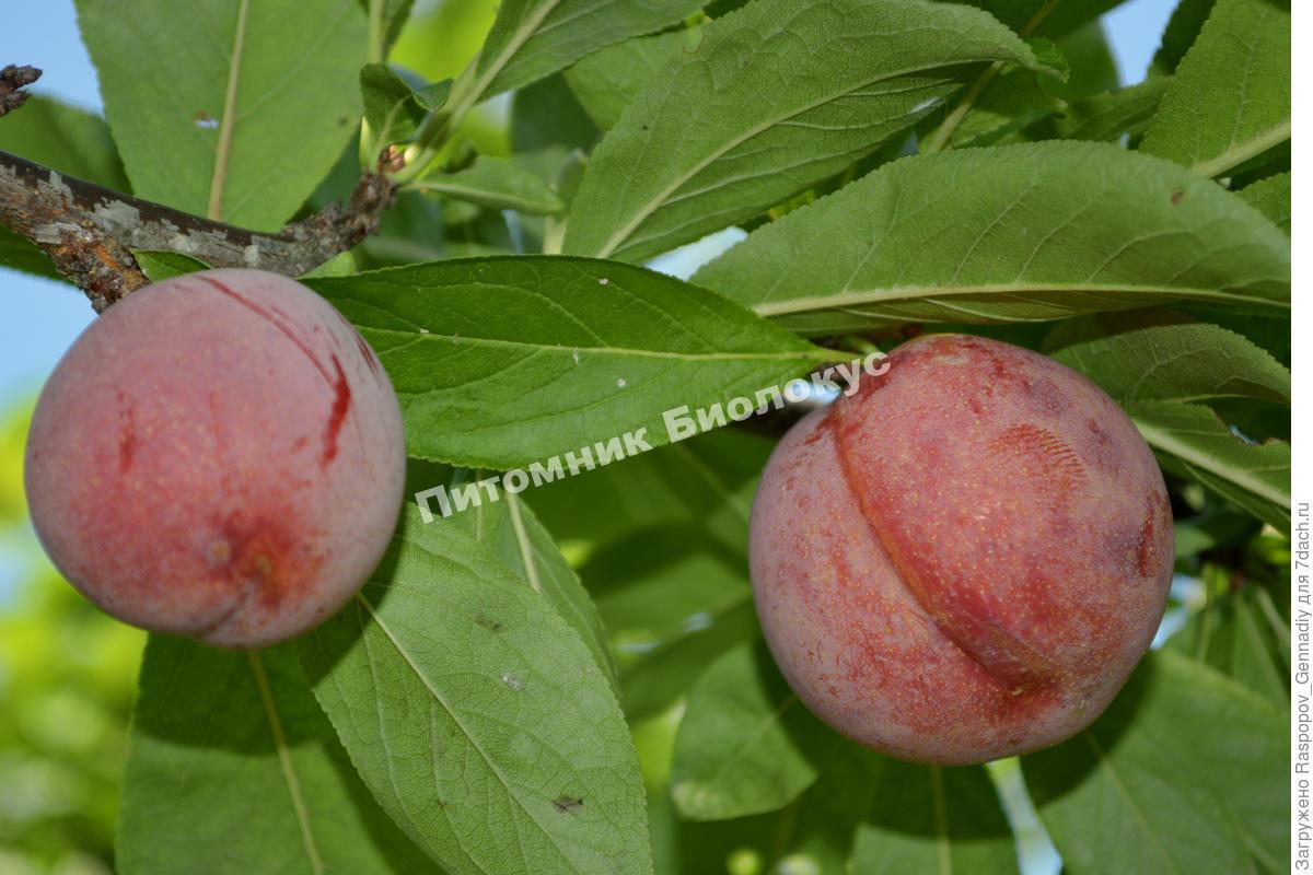 Алыча Асалода