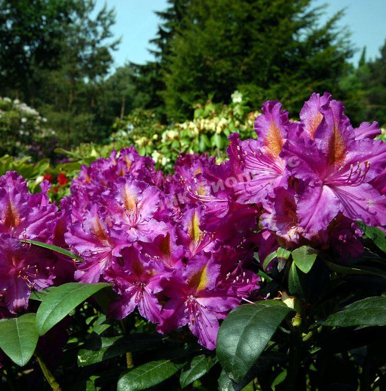 Рододендрон гибридный Либретто