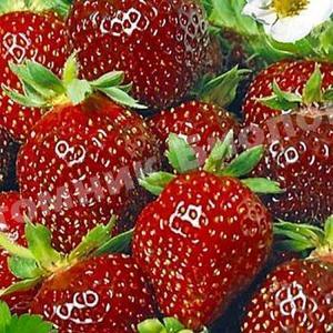 Клубника Джек