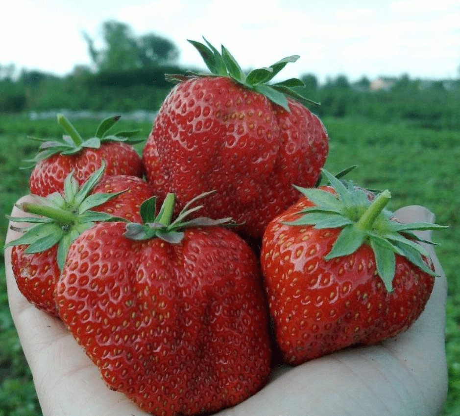 Клубника Большая Ненси