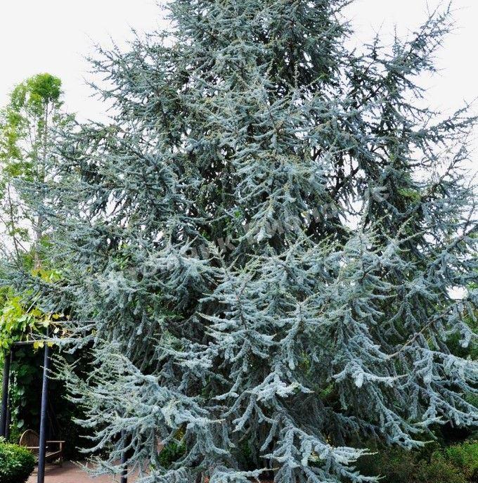 Кедр ливанский Атлантика Глаука