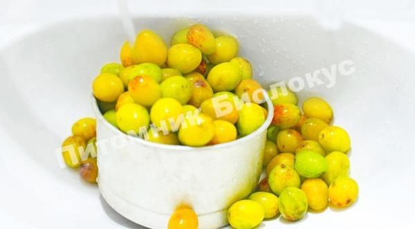 Алыча Медовая