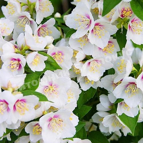 Жасмин гибридный Бель Этуаль