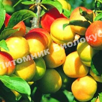 Алыча Витьба