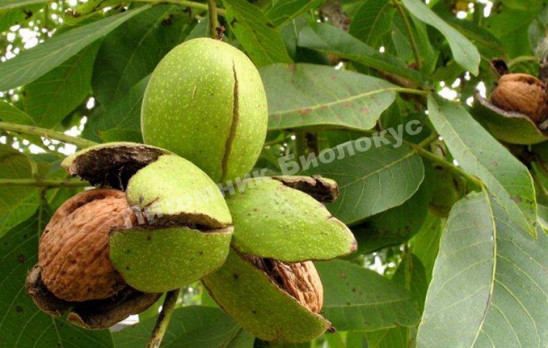 Грецкий орех Аврора