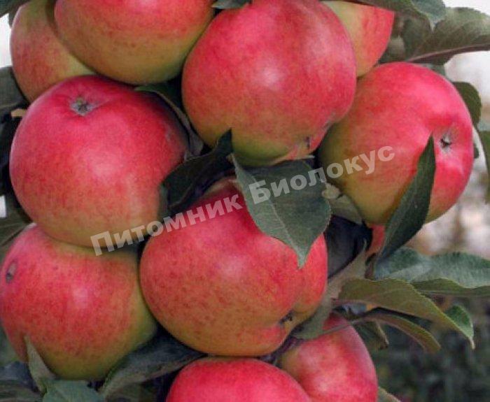 Яблоня Валюта