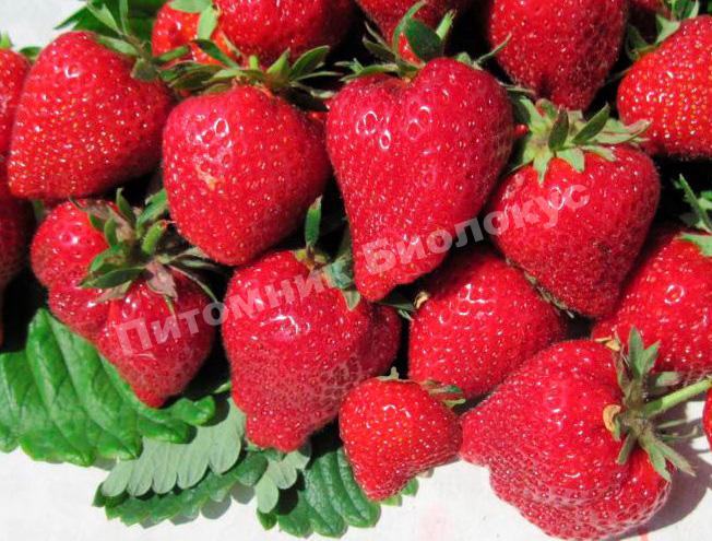 Клубника Сирафин